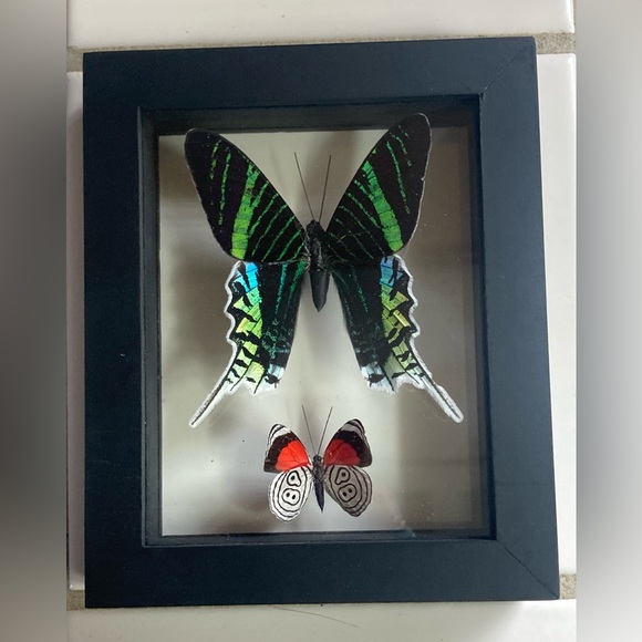 Urania Leilus and dieathria eluina butterfly framed art